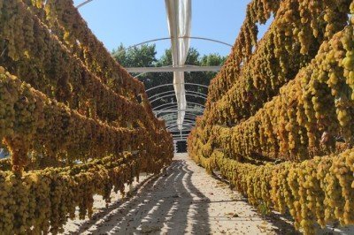 İklim değişikliğinin meyvelere etkileri araştırılıyor