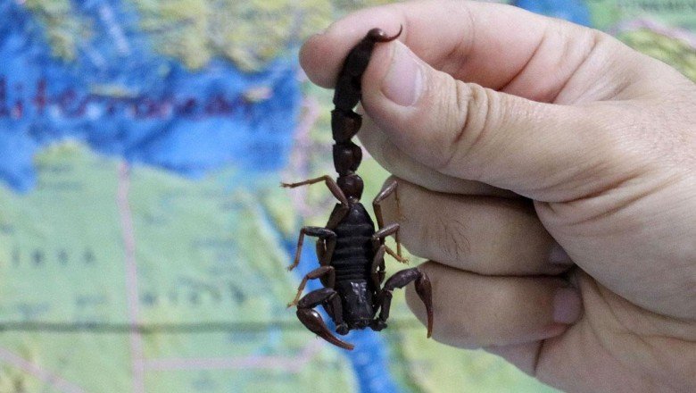 Kara Akrep türünün Türkiye'ye özgü olduğu anlaşıldı