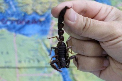 Kara Akrep türünün Türkiye'ye özgü olduğu anlaşıldı