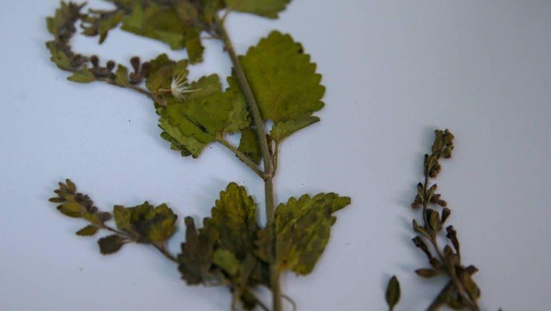 Muğla'da yeni bir çiçek türü keşfedildi