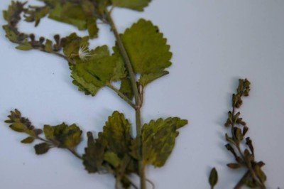 Muğla'da yeni bir çiçek türü keşfedildi