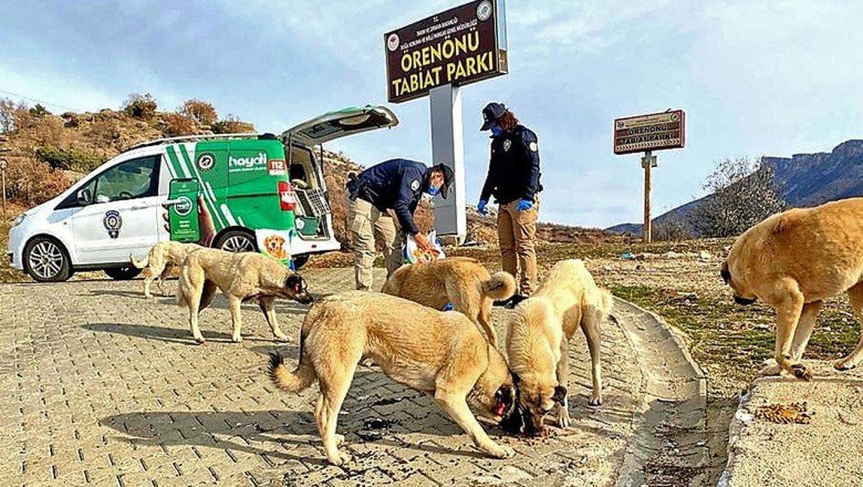 Sokak ve yaban hayvanları emin ellerde