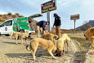 Sokak ve yaban hayvanları emin ellerde