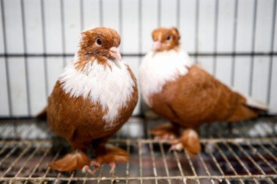 Bu otelin misafirleri güvercinler