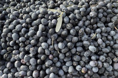 Butko zeytininde hasat dönemi