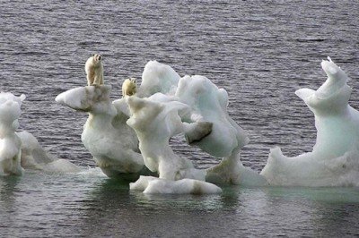 Soyu tükenme tehlikesindeki tür sayısı 40 bine yükseldi