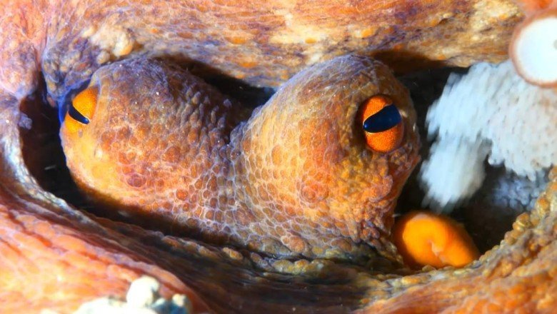 Su dünyasının kahraman anneleri: Ahtapotlar