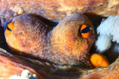 Su dünyasının kahraman anneleri: Ahtapotlar