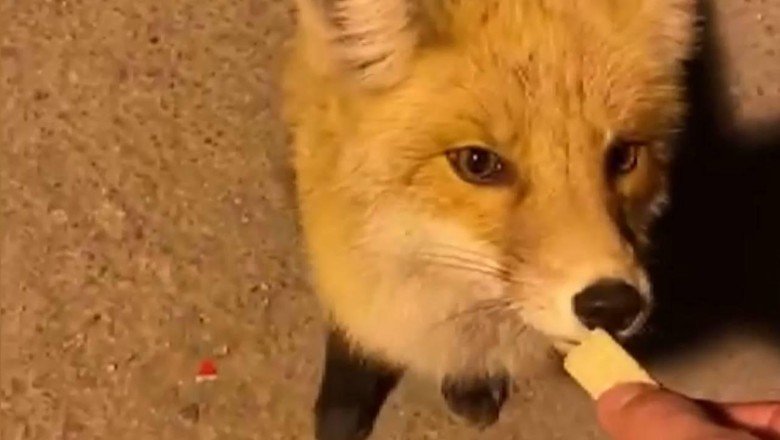 Aç kalan tilkiyi jandarma besledi