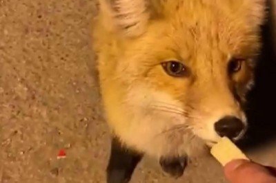 Aç kalan tilkiyi jandarma besledi