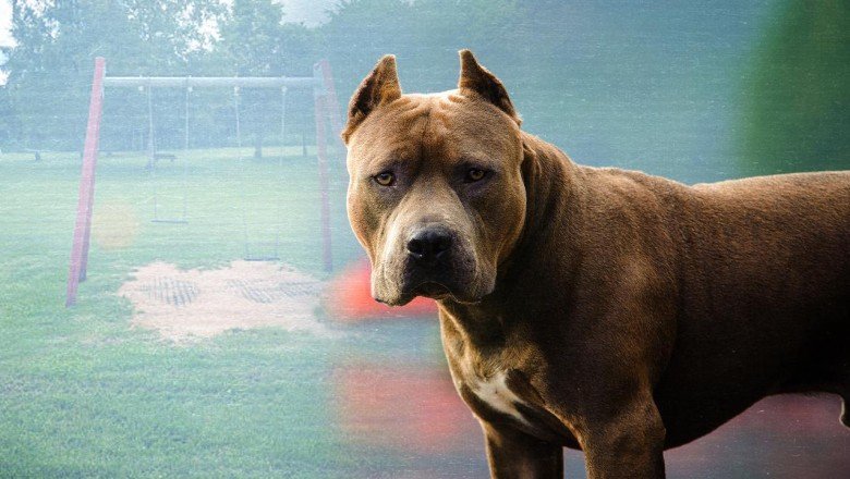 Türkiye genelinde 20 bin 843 tehlikeli ırk kayıt altına alındı