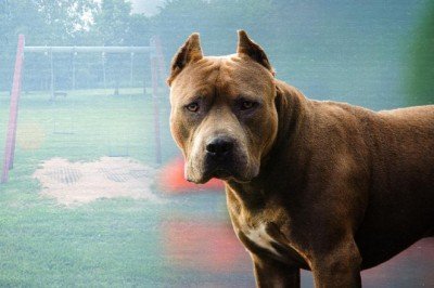 Türkiye genelinde 20 bin 843 tehlikeli ırk kayıt altına alındı