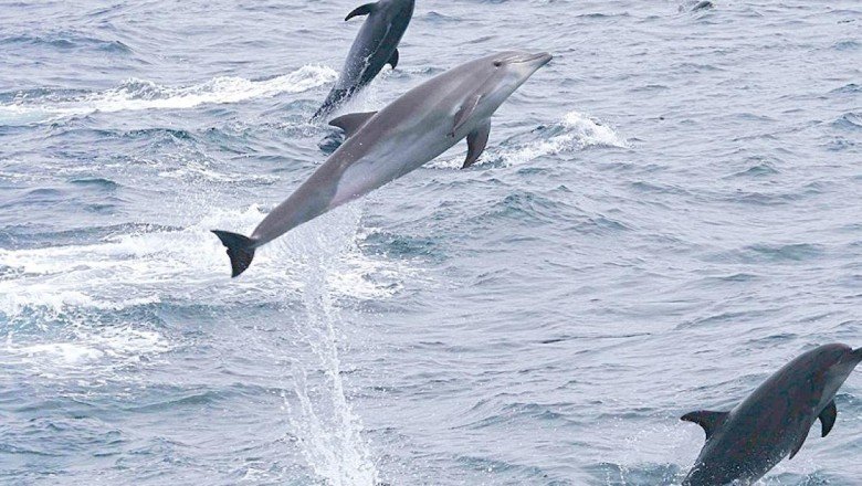Anatomik kanıtlar ortaya koydu: Dişi yunusların işlevsel klitorisi var