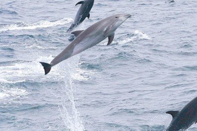 Anatomik kanıtlar ortaya koydu: Dişi yunusların işlevsel klitorisi var