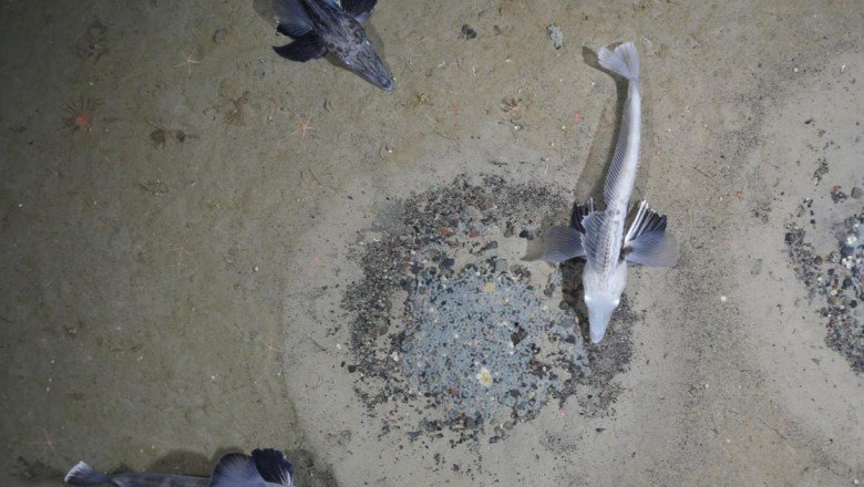 Dünyanın en büyük balık üreme alanı keşfedildi: 60 milyon yuva bulundu