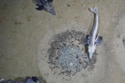 Dünyanın en büyük balık üreme alanı keşfedildi: 60 milyon yuva bulundu