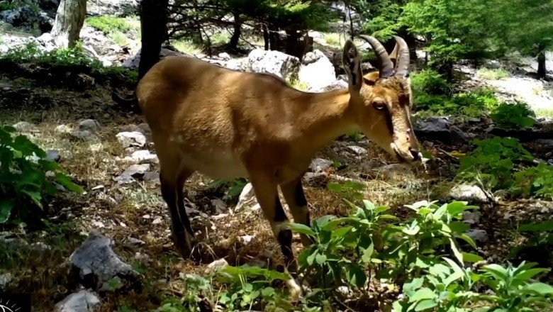 Antalyada yaban hayatı foto kapanlara yansıdı