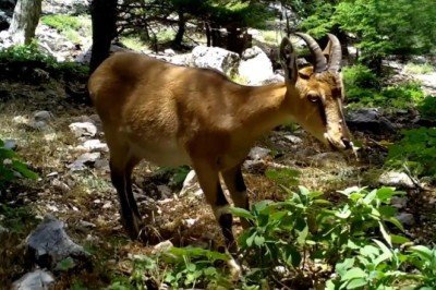 Antalyada yaban hayatı foto kapanlara yansıdı