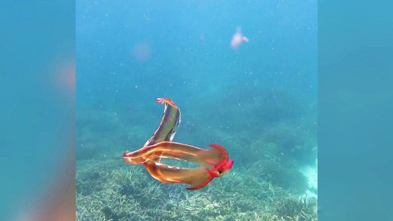 Battaniye ahtapotu Avustralyada görüntülendi