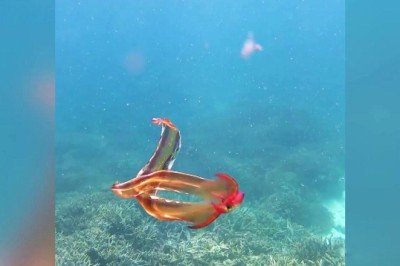 Battaniye ahtapotu Avustralyada görüntülendi