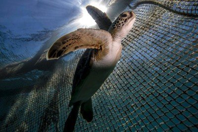 Deniz kaplumbağalarının tehlikeli yolculuğu