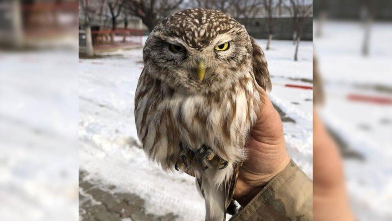 Donmak üzere olan kukumav kuşu kurtarıldı