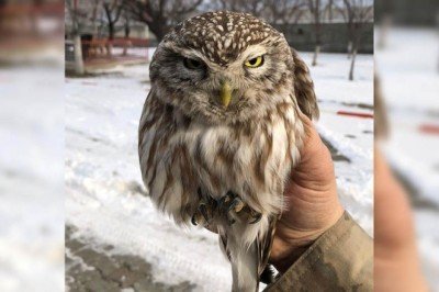 Donmak üzere olan kukumav kuşu kurtarıldı