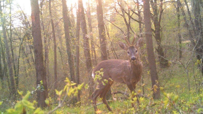 Kızıl geyik Trakya'da ilk kez fotokapanla görüntülendi