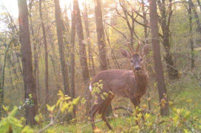 Kızıl geyik Trakya'da ilk kez fotokapanla görüntülendi