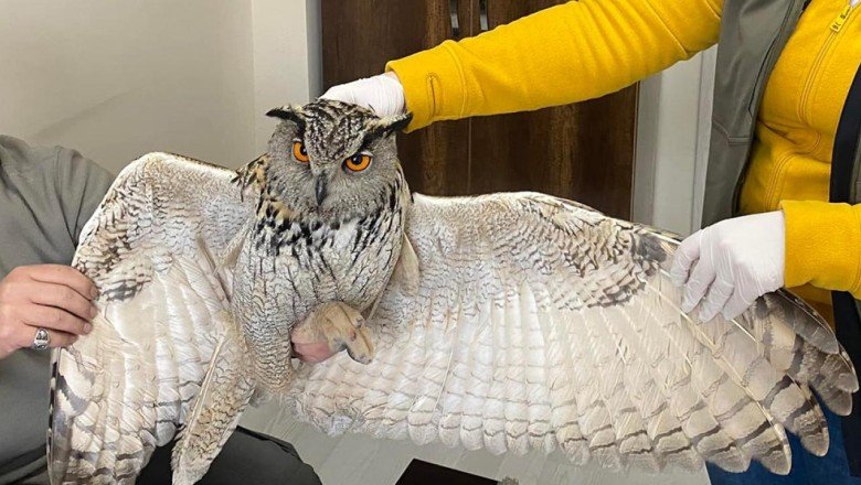 Puhu kuşu donmak üzereyken kurtarıldı