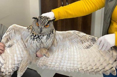 Puhu kuşu donmak üzereyken kurtarıldı