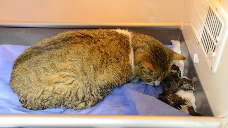 Sokak kedisi sezaryenle üç yavru dünyaya getirdi