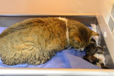 Sokak kedisi sezaryenle üç yavru dünyaya getirdi