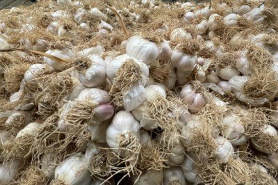 Taşköprü sarımsağının kilosu 2,5 liraya kadar düştü