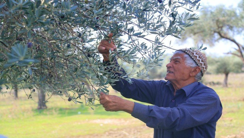 Terk edilen maden alanlarına 22 bin zeytin ağacı dikildi