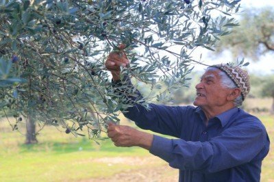 Terk edilen maden alanlarına 22 bin zeytin ağacı dikildi