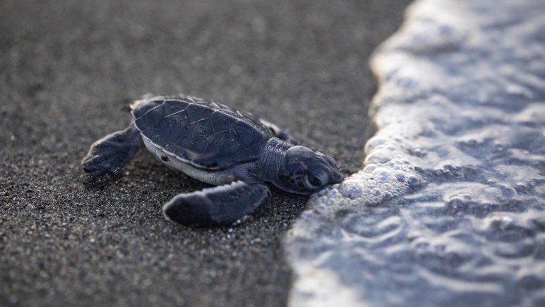 Deniz kaplumbağalarının yaşam mücadelesi