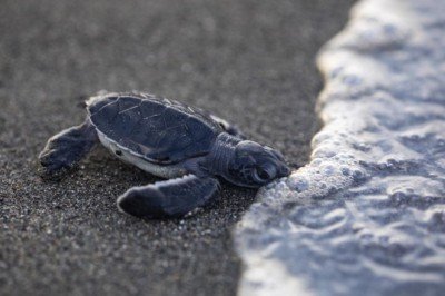 Deniz kaplumbağalarının yaşam mücadelesi