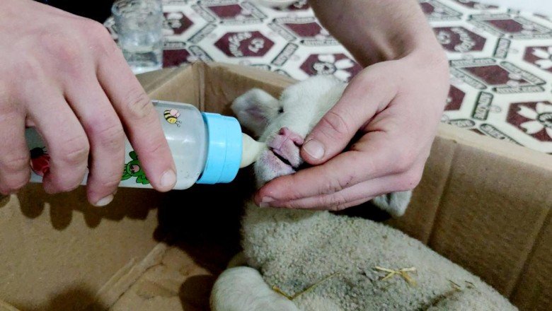 Erken doğan kuzuya kahvehanede anne şefkati