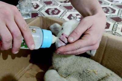 Erken doğan kuzuya kahvehanede anne şefkati