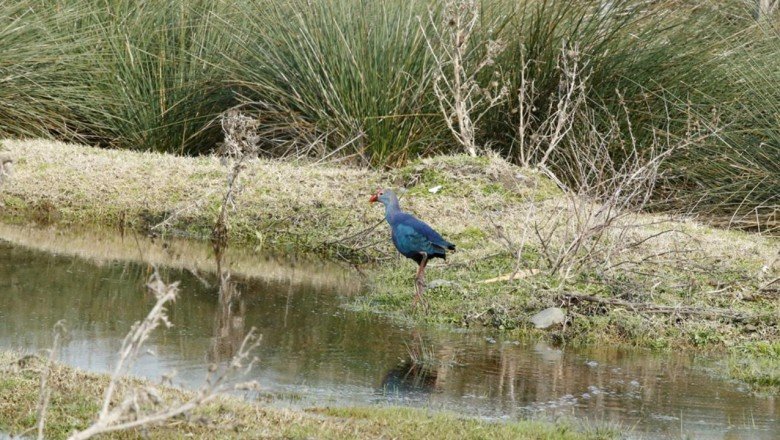 Göçmen kuşların Karadeniz'deki limanı: Kızılırmak Deltası