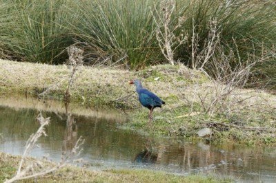 Göçmen kuşların Karadeniz'deki limanı: Kızılırmak Deltası