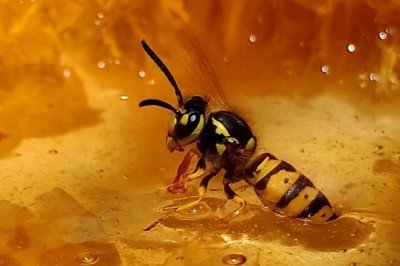 Muğla Bal Arısı yerli hayvan ırk tescil listesine girdi