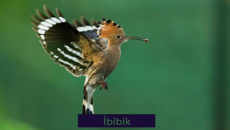 İstanbulun kuşları