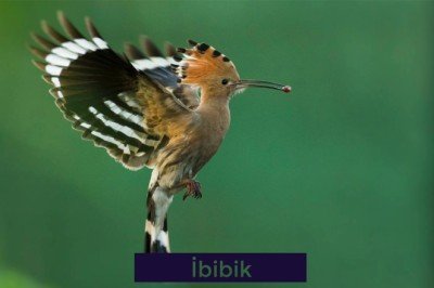 İstanbulun kuşları