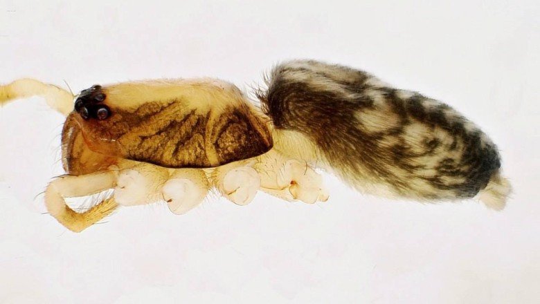 Kahramanmaraş'ta yeni örümcek türü keşfedildi: Turkocranum