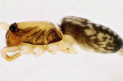 Kahramanmaraş'ta yeni örümcek türü keşfedildi: Turkocranum