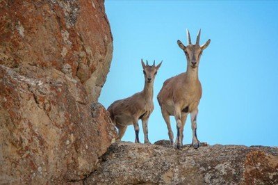 Karanlıkdere Kanyonu'na 11 yaban keçisi daha bırakıldı