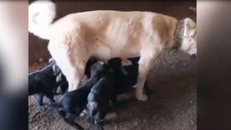 Oğlaklara annelik yapan çoban köpeği