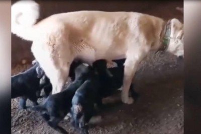 Oğlaklara annelik yapan çoban köpeği